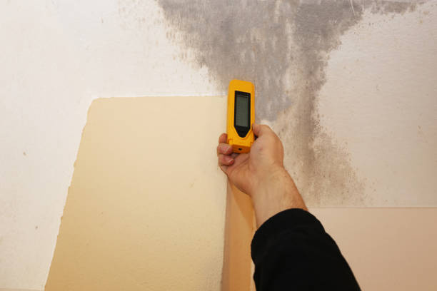 Professional Mold Removal in Lexington, MS